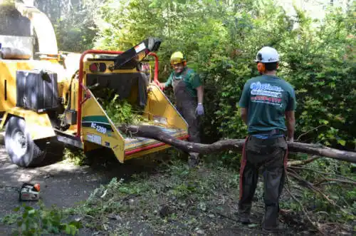 tree services Highland City